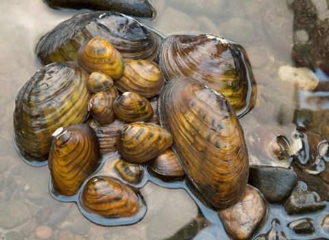 group of mussels gathered in stream