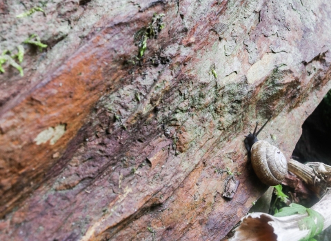 Snail crawling up a vertical rock face