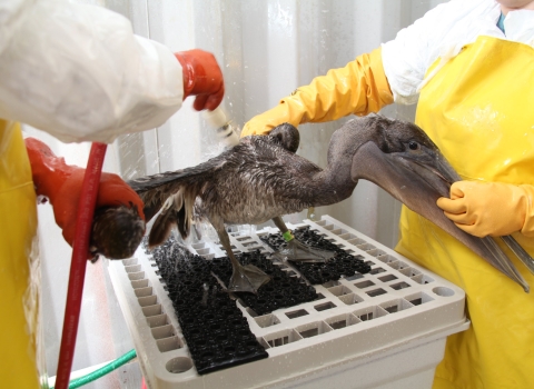 A brown pelican covered in oil receives an extensive cleaning following the Deepwater Horizon oil spill.