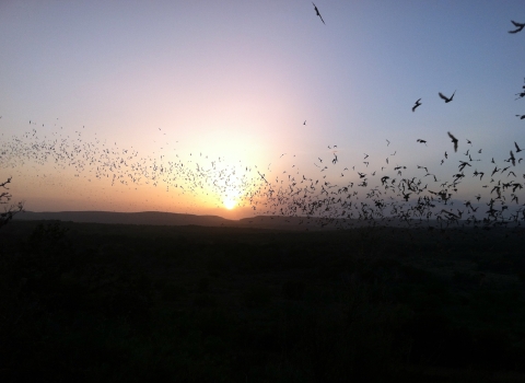 Mexican free-tailed bats flying at sunset