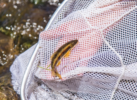 A fish in a net