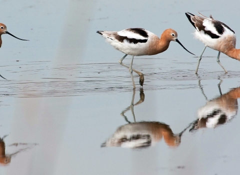 Four tan-black-and-white birds with long gray bills probing sand for food at the beach