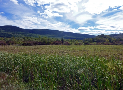 A field of tall waving grass is visible in the foreground. Behind that, near the horizon, trees begin to appear, and behind them green mountains. The sky is blue with spectacular white clouds. 