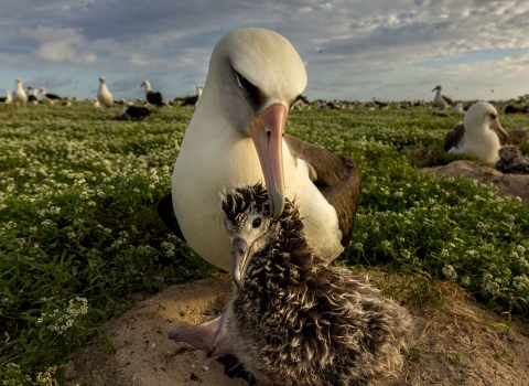 A white seabird called a Laysan albatross tends a smaller brown chick at Midway Atoll National Wildlife Refuge in the Pacific.