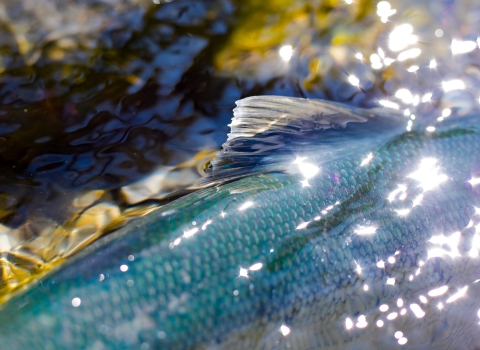 Salmon back and fin