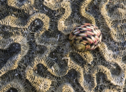 A close-up of a sea snail perched on a coral skeleton emphasizes waves in the coral.