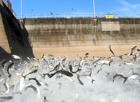 Carp jumping at Lake Barkley Dam