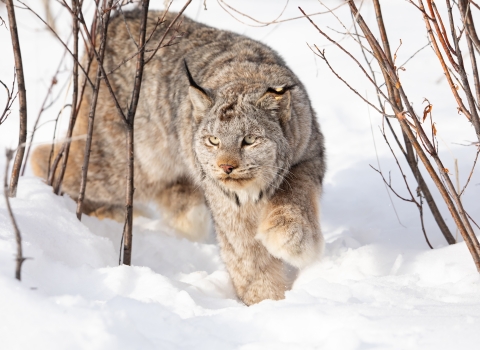 lynx wanders in snow