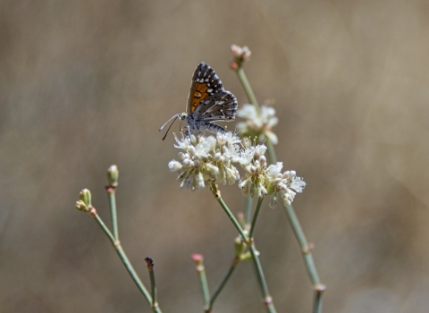 Butterfly resting on flower.