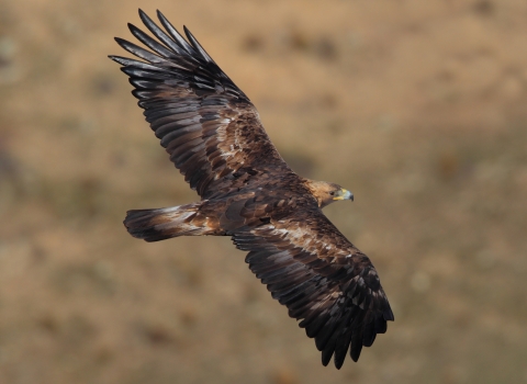 A golden eagle in the wild