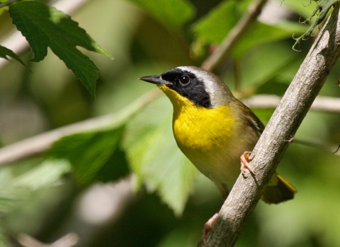 a yellow and black bird with a light stripe on the top of its head perches on a tree limb