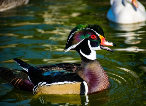 Male wood duck sitting on teal-green water with ripples, facing right with an orange bill, green head and rusty chest