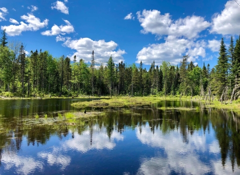 A green forest surrounds a large lake, under a blue sky