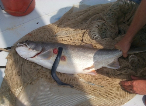 A lake trout with red, circular wounds and a sea lamprey attached, eating its side.