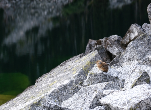 A small brown animal sits on gray rocks in front of a lake and mountain background