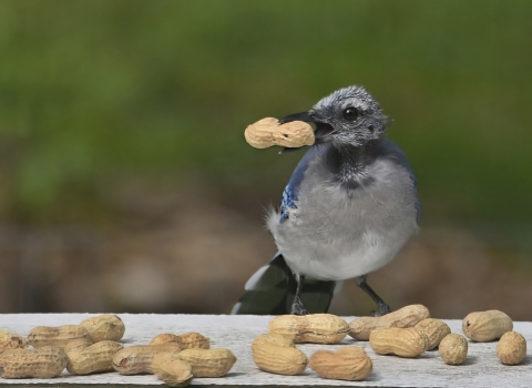 A close up of a blue jay with a peanut in the shell in it's beak. The blue jay is facing the camera straight on, with it's head turned to the right and has tiny new feathers coming in on it's head, otherwise it looks pretty bald. It's perched on a deck railing with many peanuts in front of it, with a blurred green background.