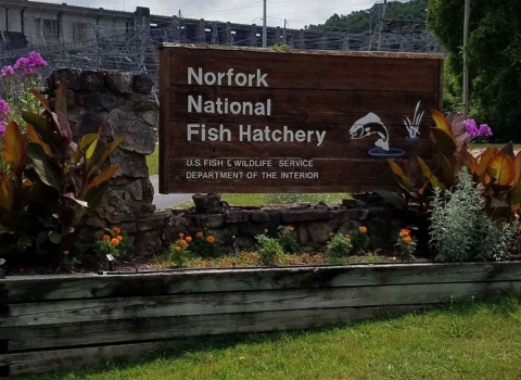 Norfork National Fish Hatchery Entrance Sign