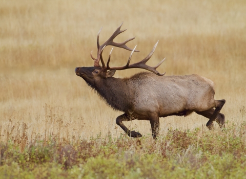 Bull rocky mountain elk