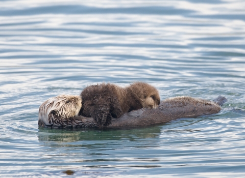 A mother sea otter floating on her back with her pup resting on her belly while nursing