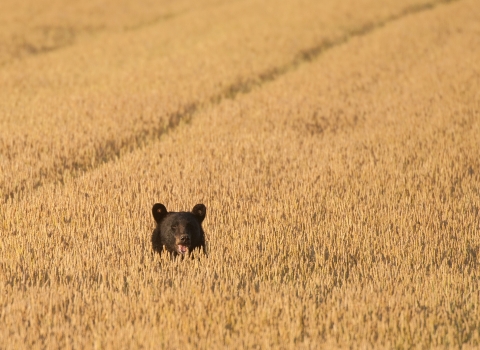 A black bear pokes its head out of a field of golden wheat.