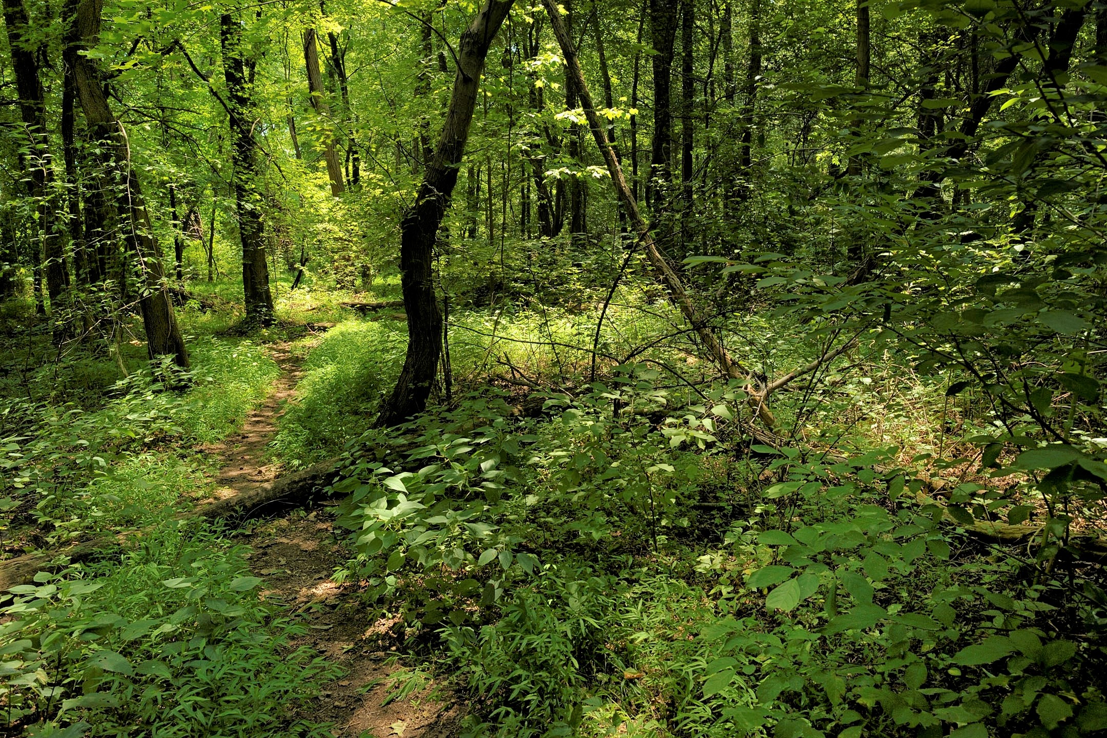 Undergrowth at Featherstone NWR | FWS.gov