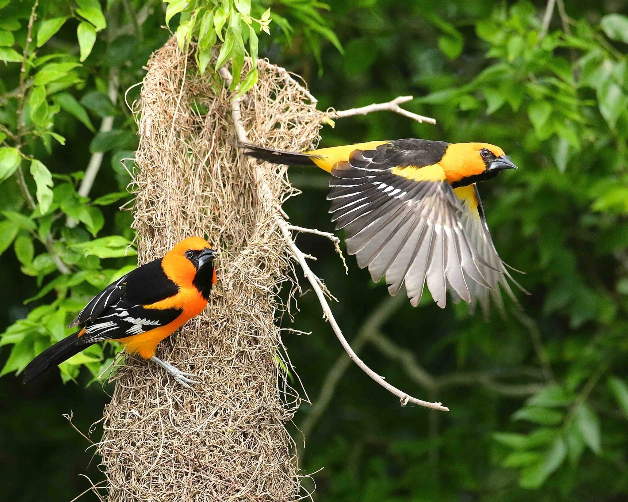 Oriole nest deals