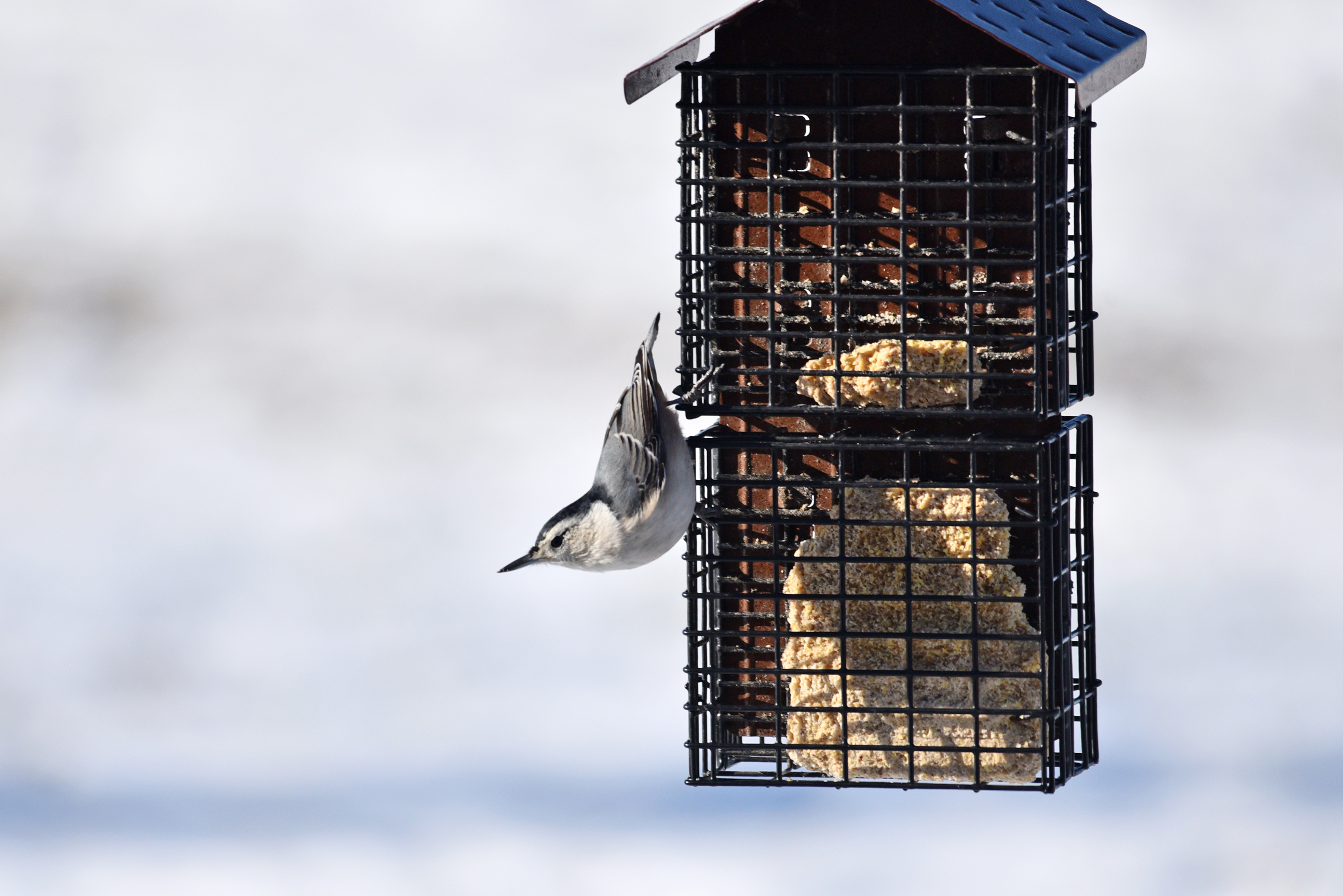 nuthatch suet