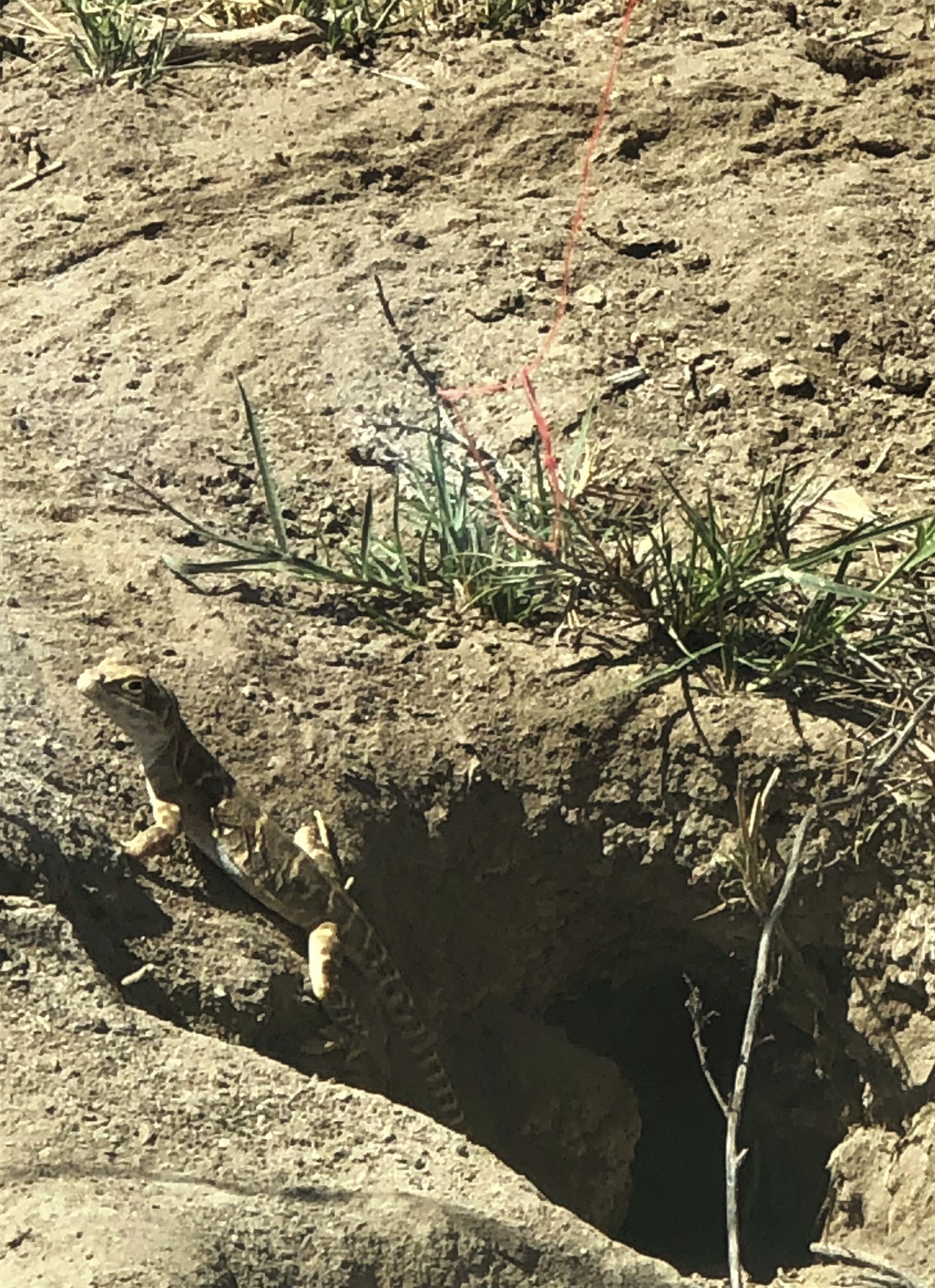 Blunt-nosed leopard lizard. | FWS.gov