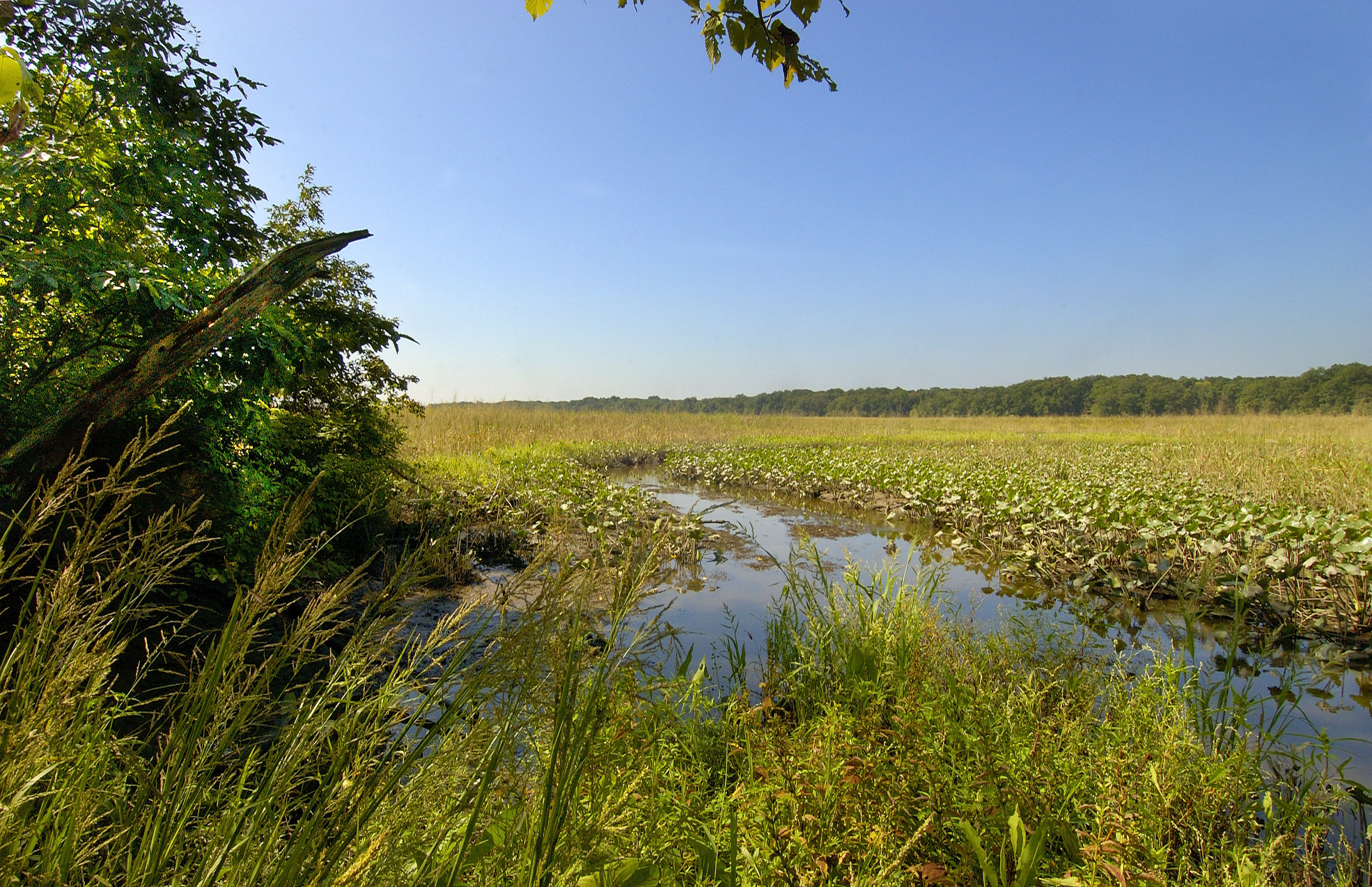 Great Marsh at Mason Neck | FWS.gov