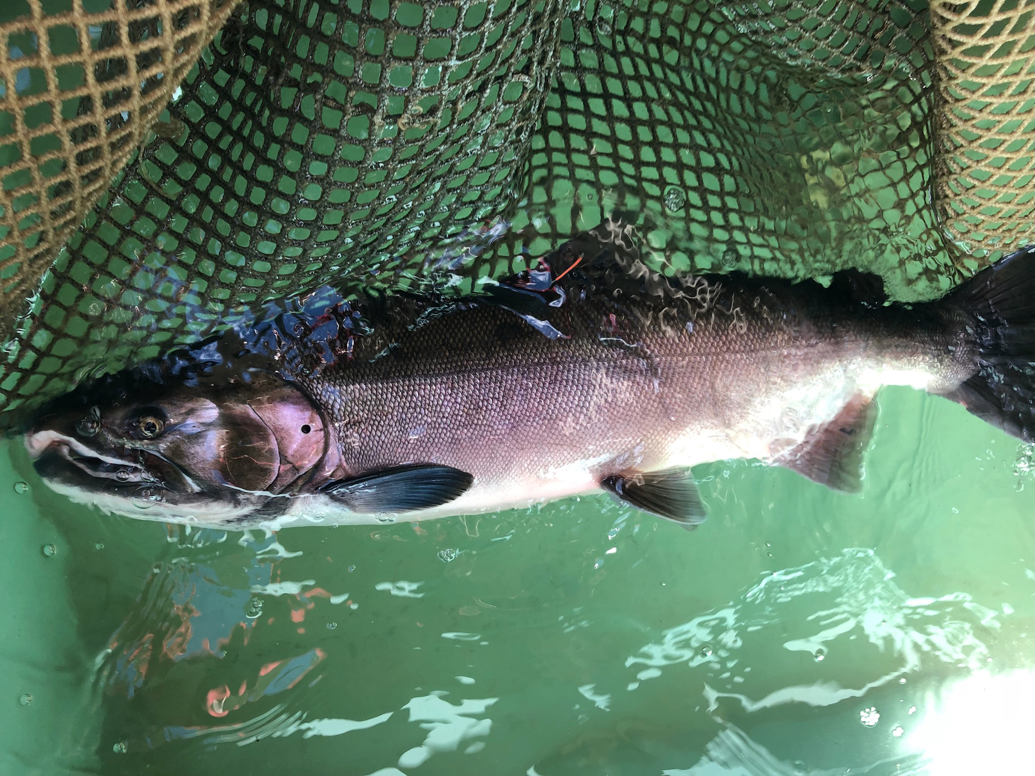 Adult male coho salmon marked and tagged