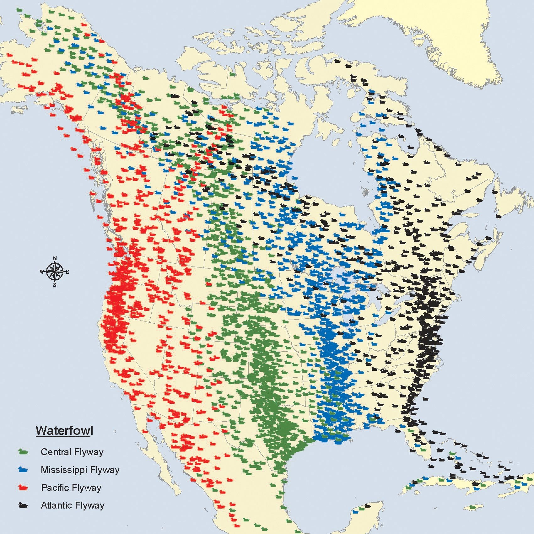 Bird Migration Map North America vlr.eng.br