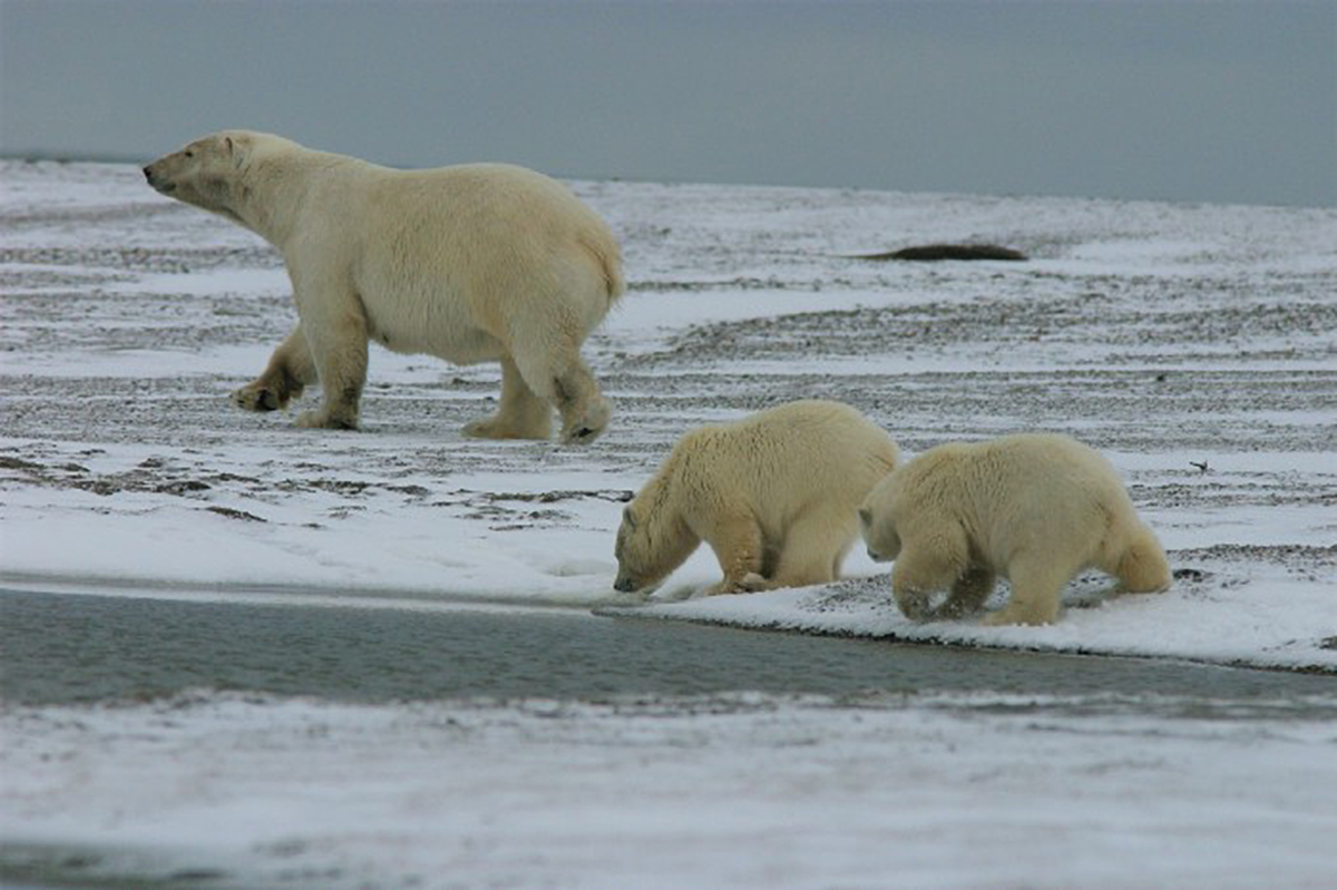 polar bears sniffing | FWS.gov