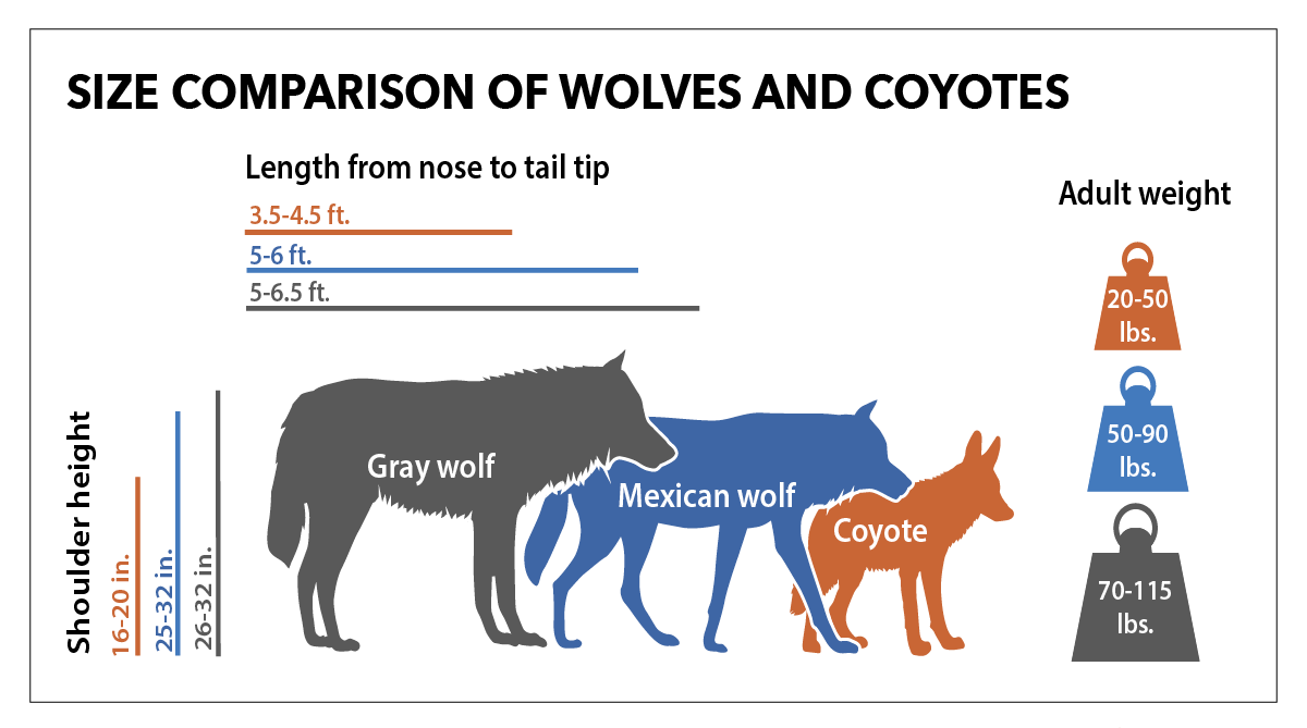Size comparison of wolves and coyotes | FWS.gov