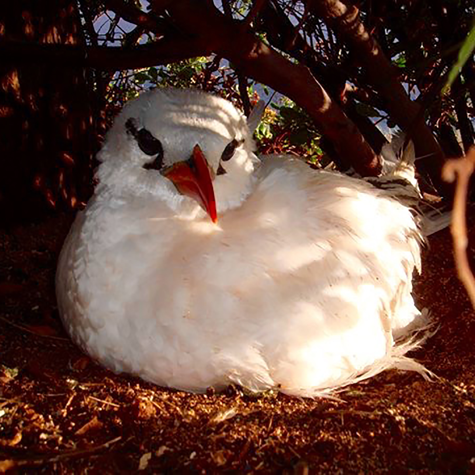 red tailed tropicbird