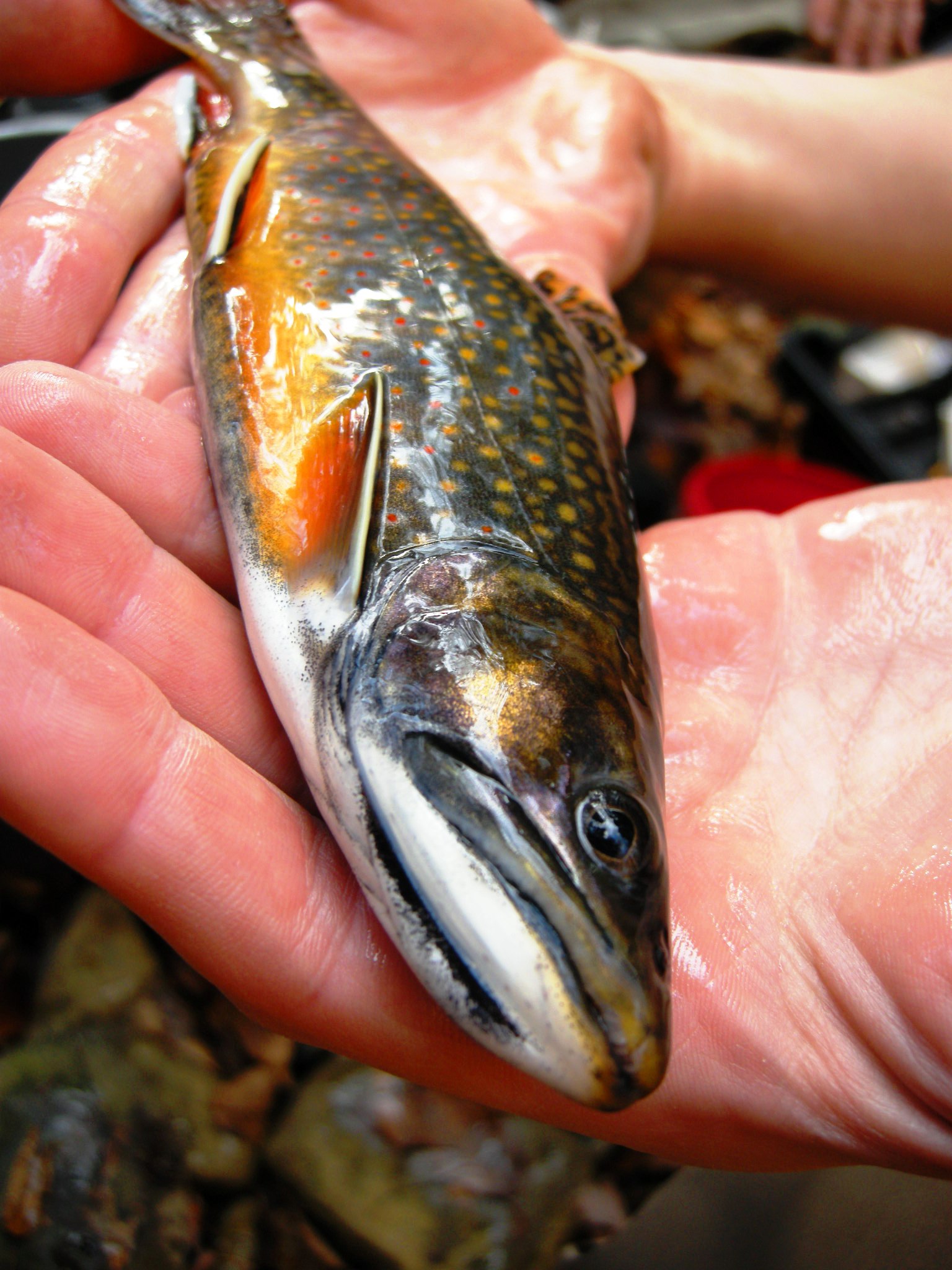 Eastern brook trout