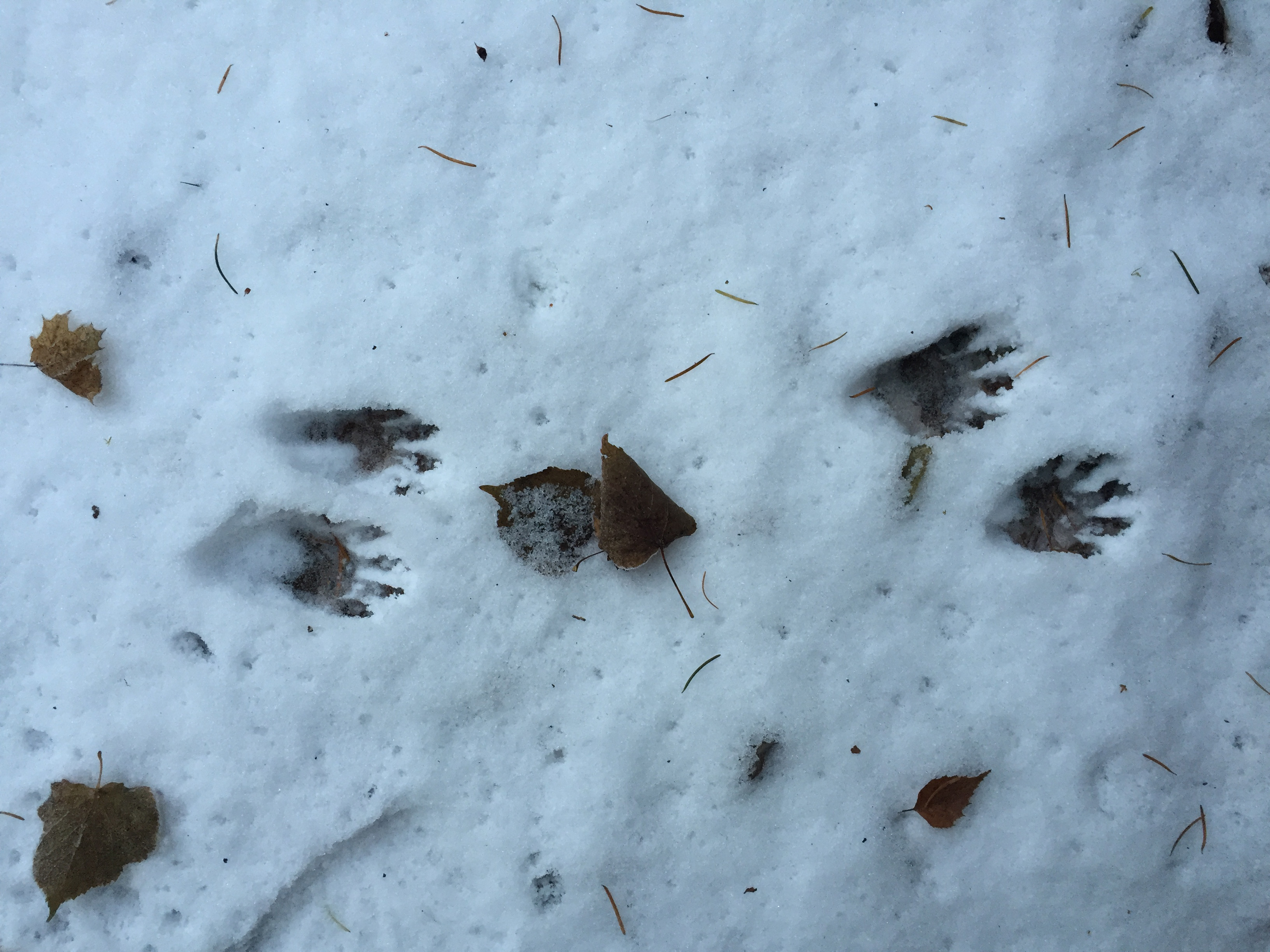 raccoon footprints