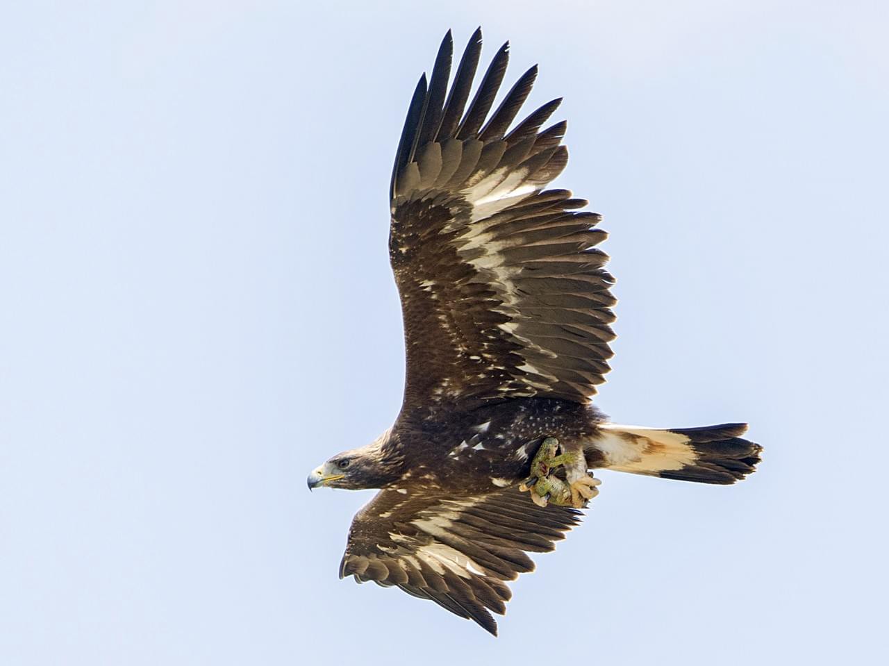 Immature golden eagle by Mark Robbins - Macaulay Library at the Cornell ...