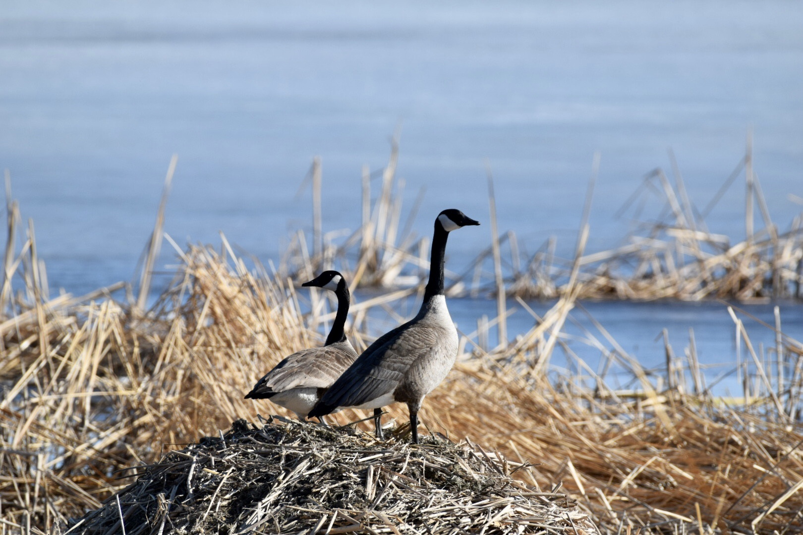 Gelukkig is dat Wonderbaarlijk Op risico J Clark Salyer Canada Goose Nesting.jpeg | FWS.gov