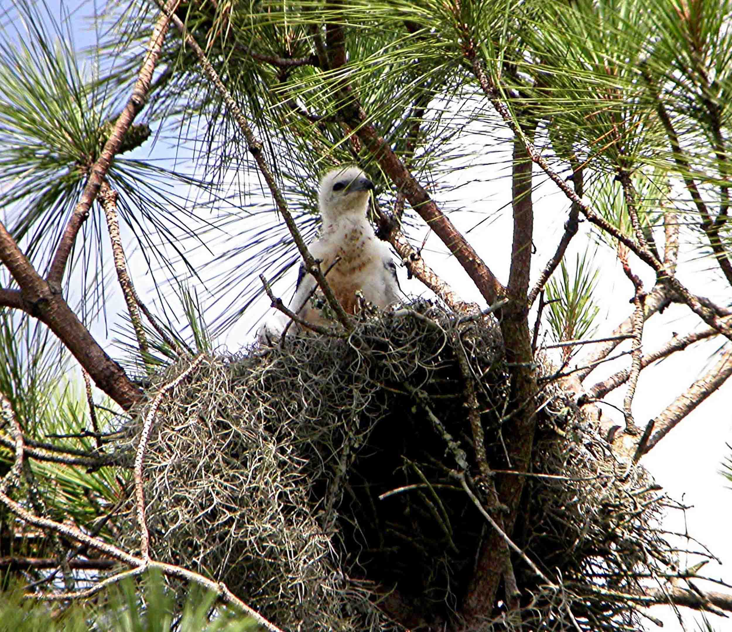 Swallowtailed-kite-nest-bogue-chitto.jpg | FWS.gov