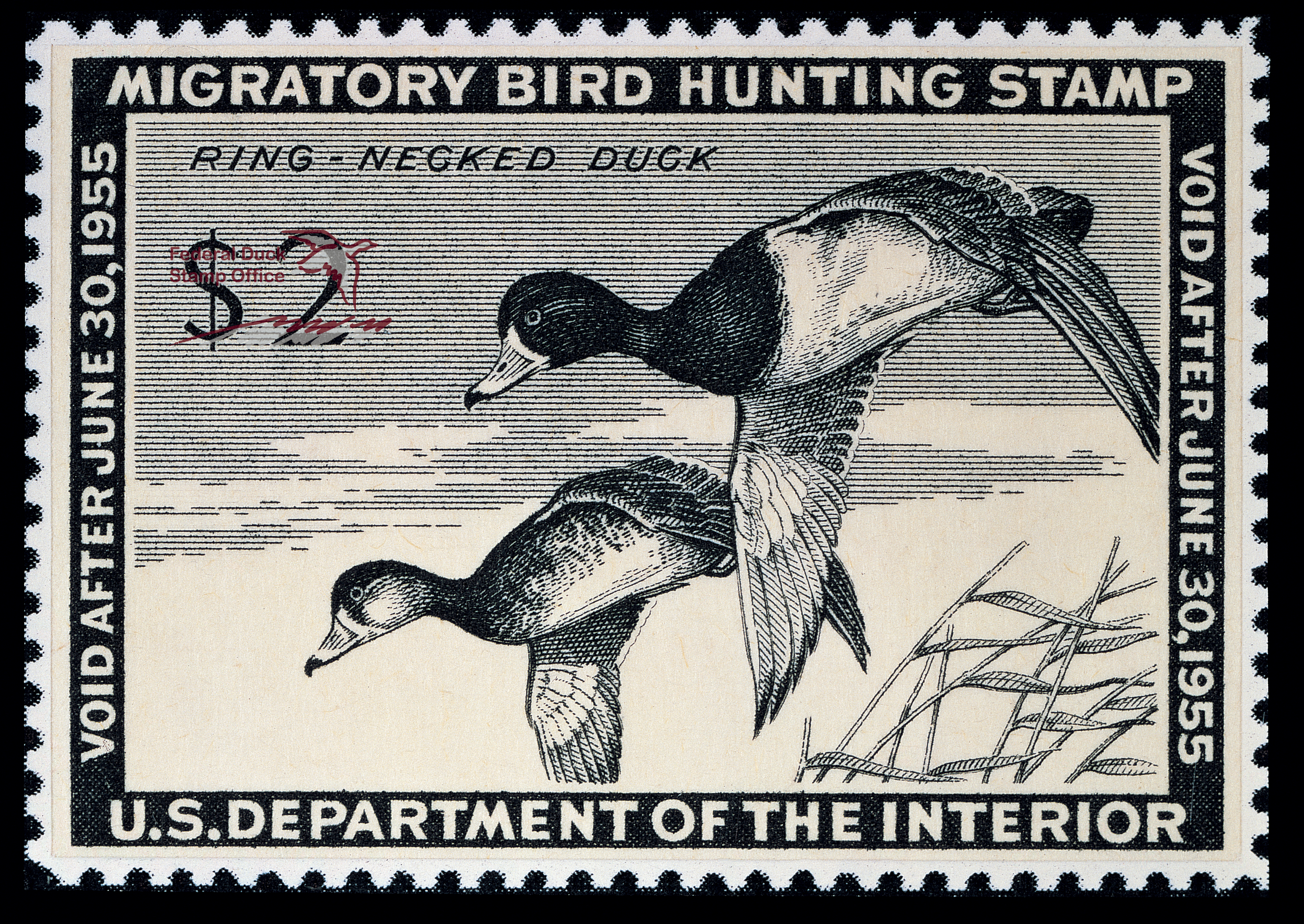 Duck Stamp 1954 1955 FWS.gov