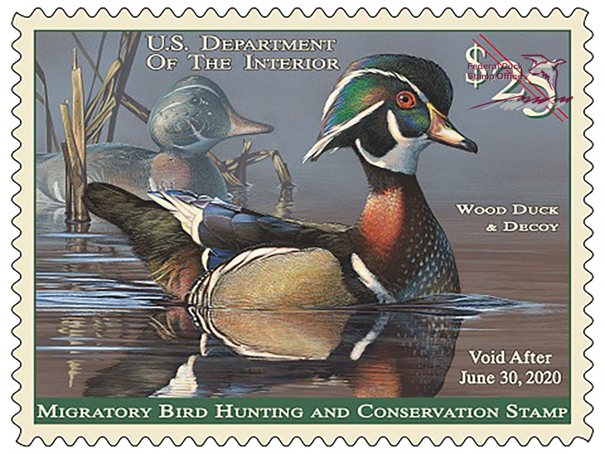 Duck Stamp 2019 2020 FWS.gov