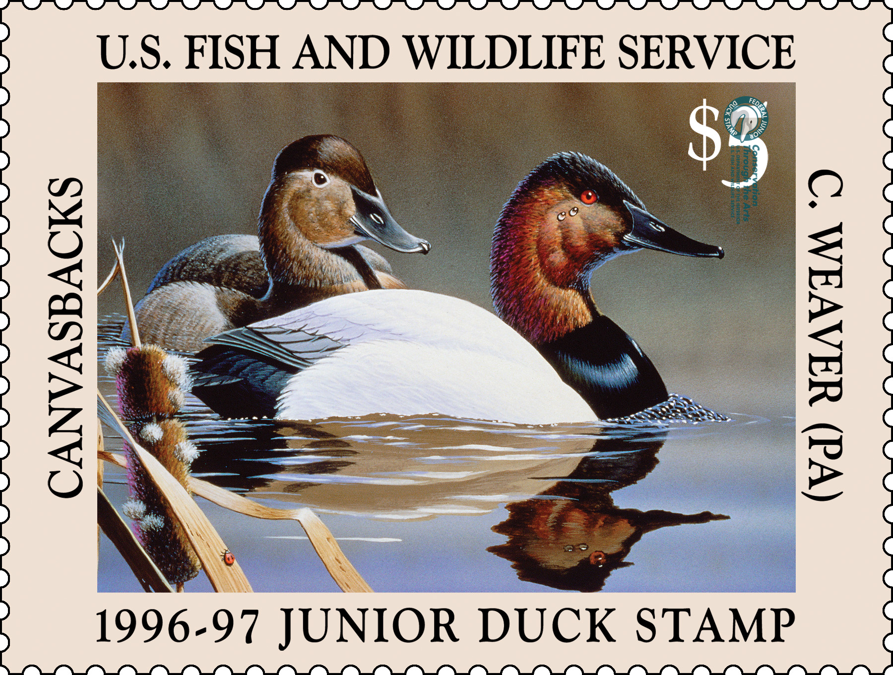 Junior Duck Stamp 19961997 FWS.gov