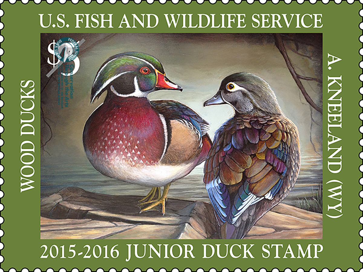 Junior Duck Stamp 2015 2016 FWS.gov