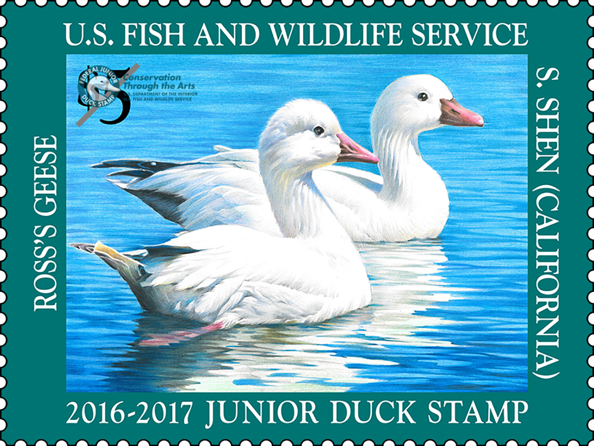 Junior Duck Stamp 2016 2017 FWS.gov