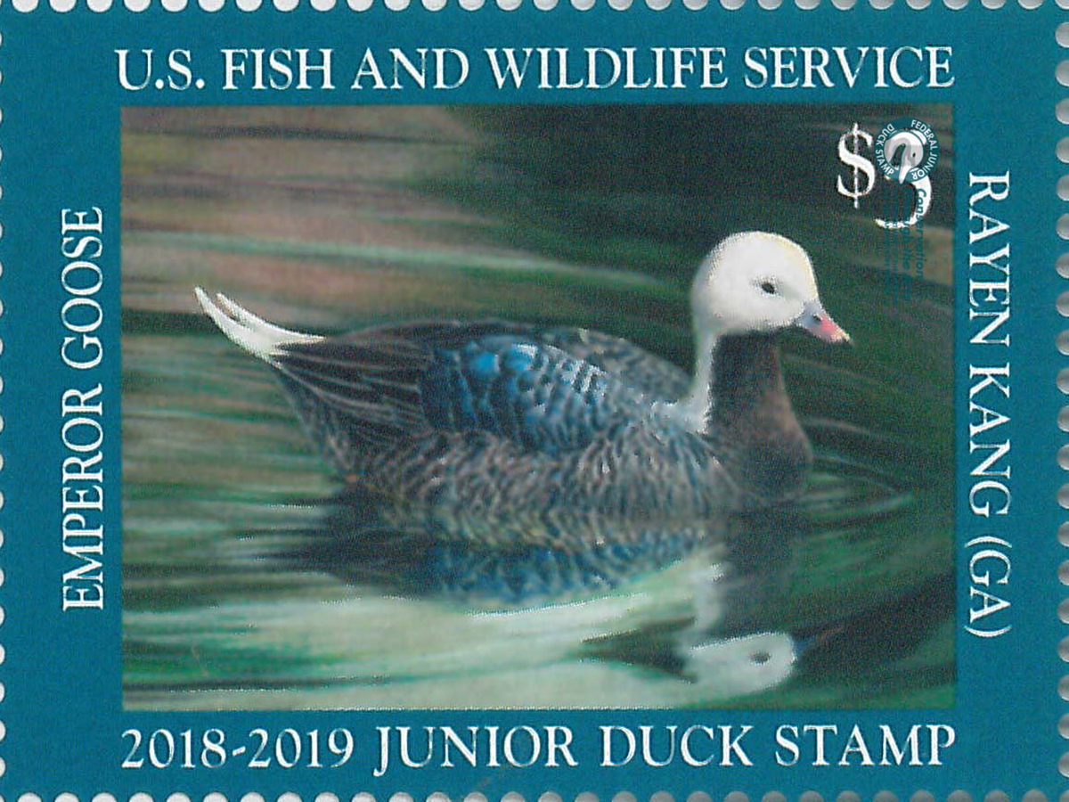 Junior Duck Stamp 2018 2019 FWS.gov