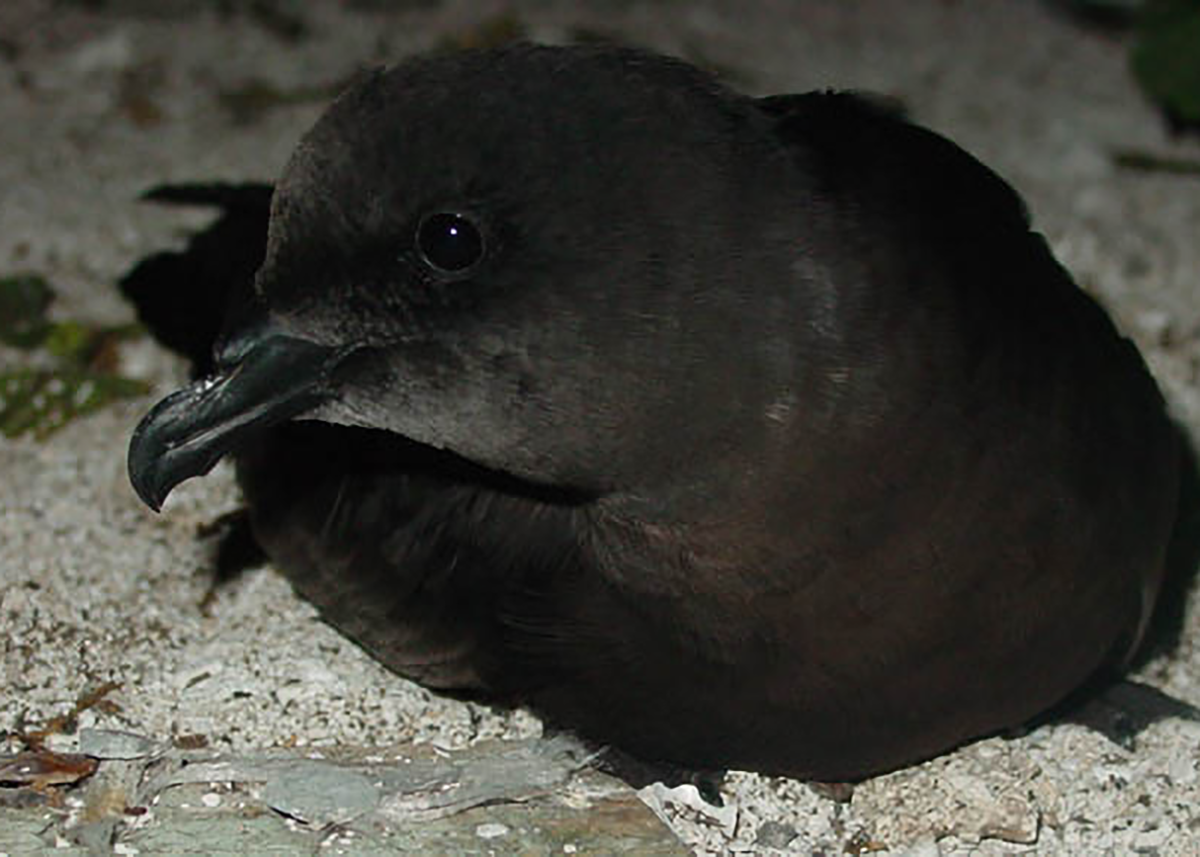 Bulwers Petrel Crop.png | FWS.gov