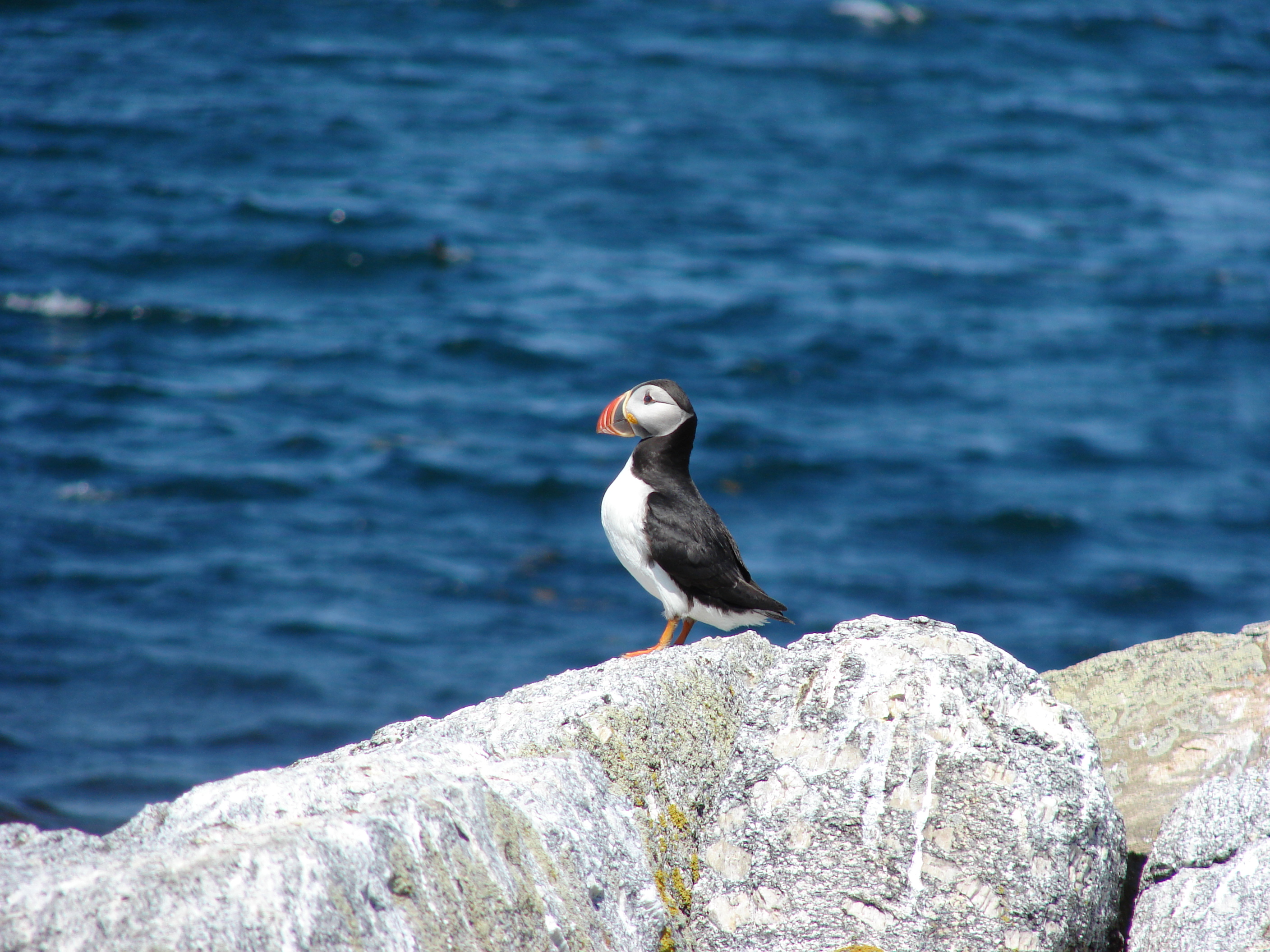 The Astonishing Atlantic Puffin – FanningSparks