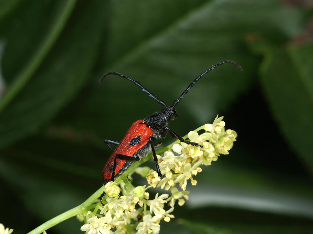 Valley Elderberry Longhorned Beetle | FWS.gov