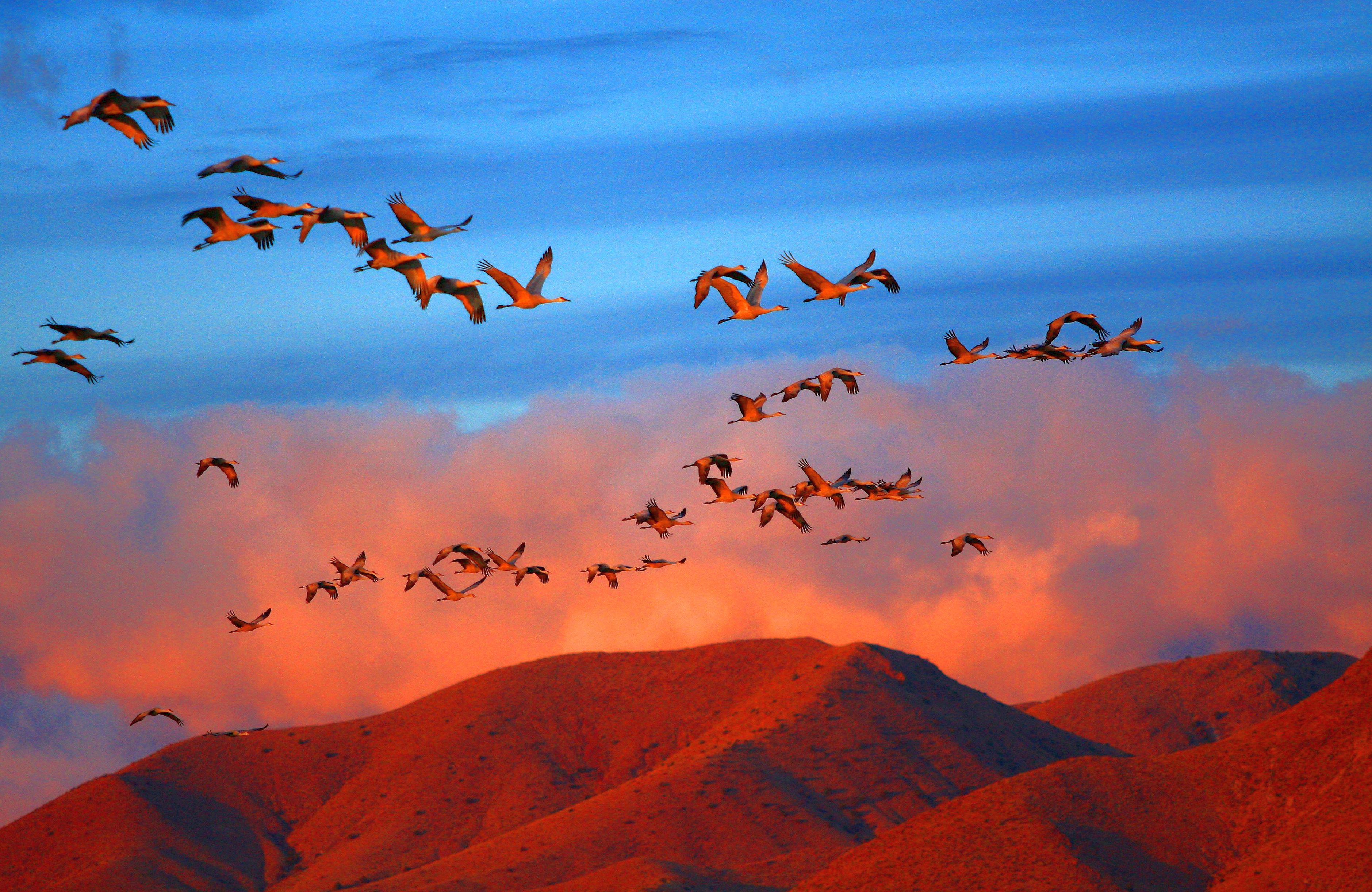 Sandhill cranes fly out at Bosque del Apache Refuge FWS.gov