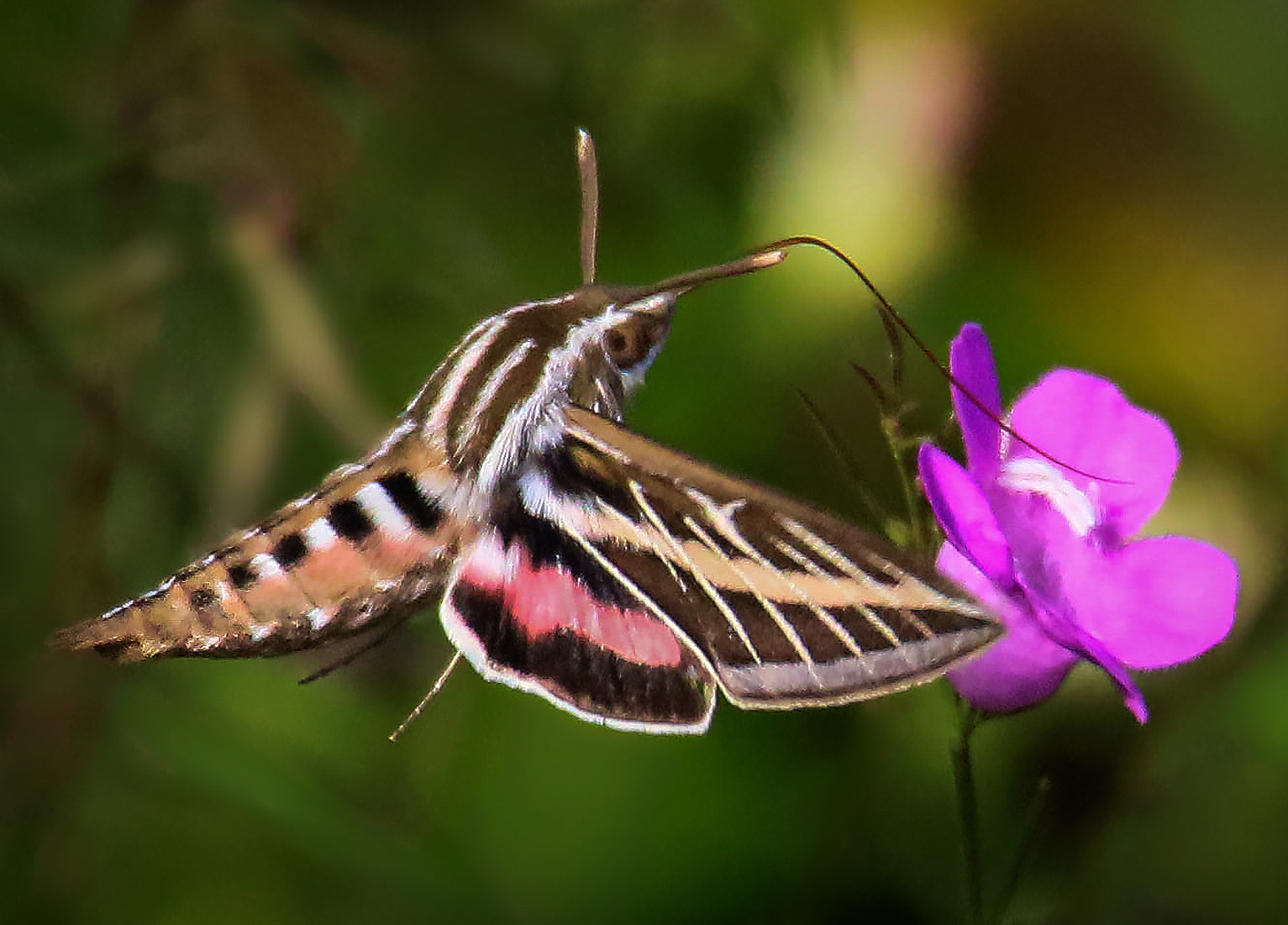 Detailed information on White Lined Sphinx (Hyles lineata)